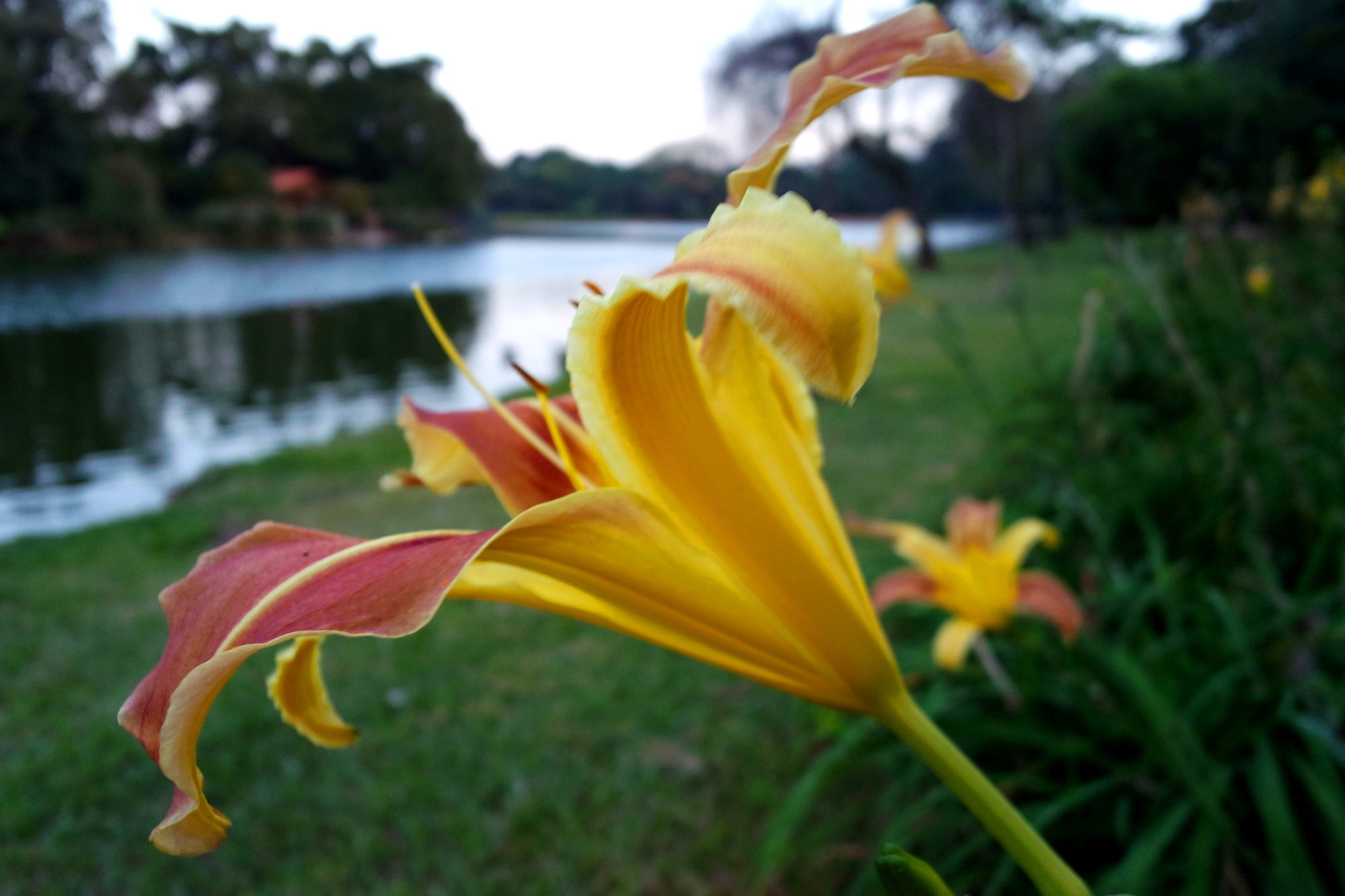 Flor amarela no Parque do Ibirapuera, em São Paulo