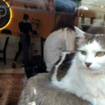 Comer e Beber em Budapeste: Cat Café Budapest