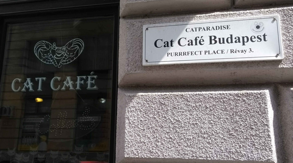 Cat Café Budapeste